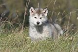 ALASKAN MALAMUTE 149